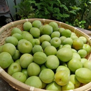 減農薬梅販売