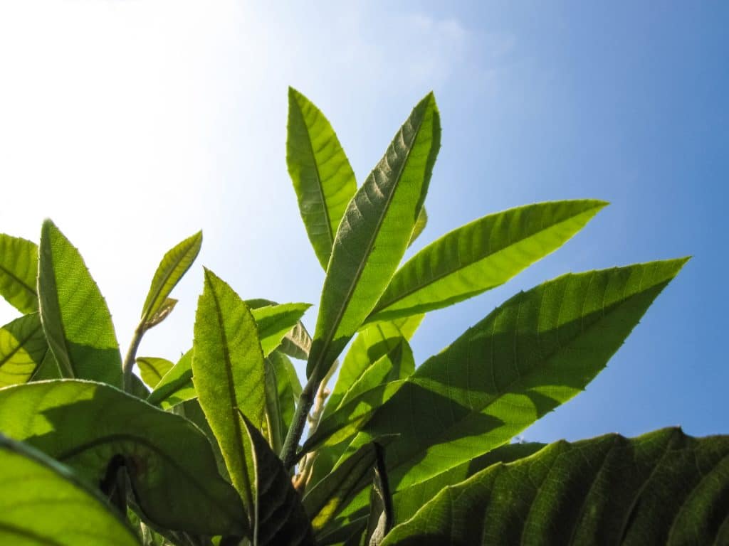 春にデトックスがおすすめ