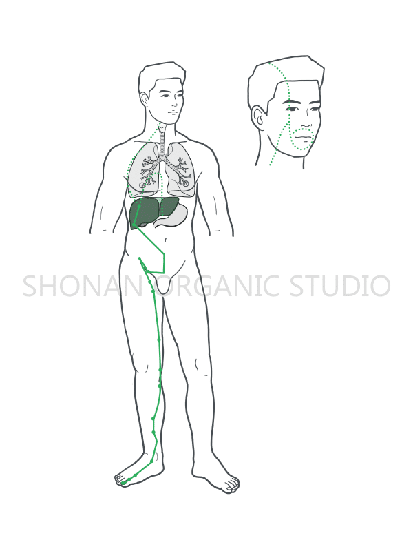 春の主役肝経絡の説明